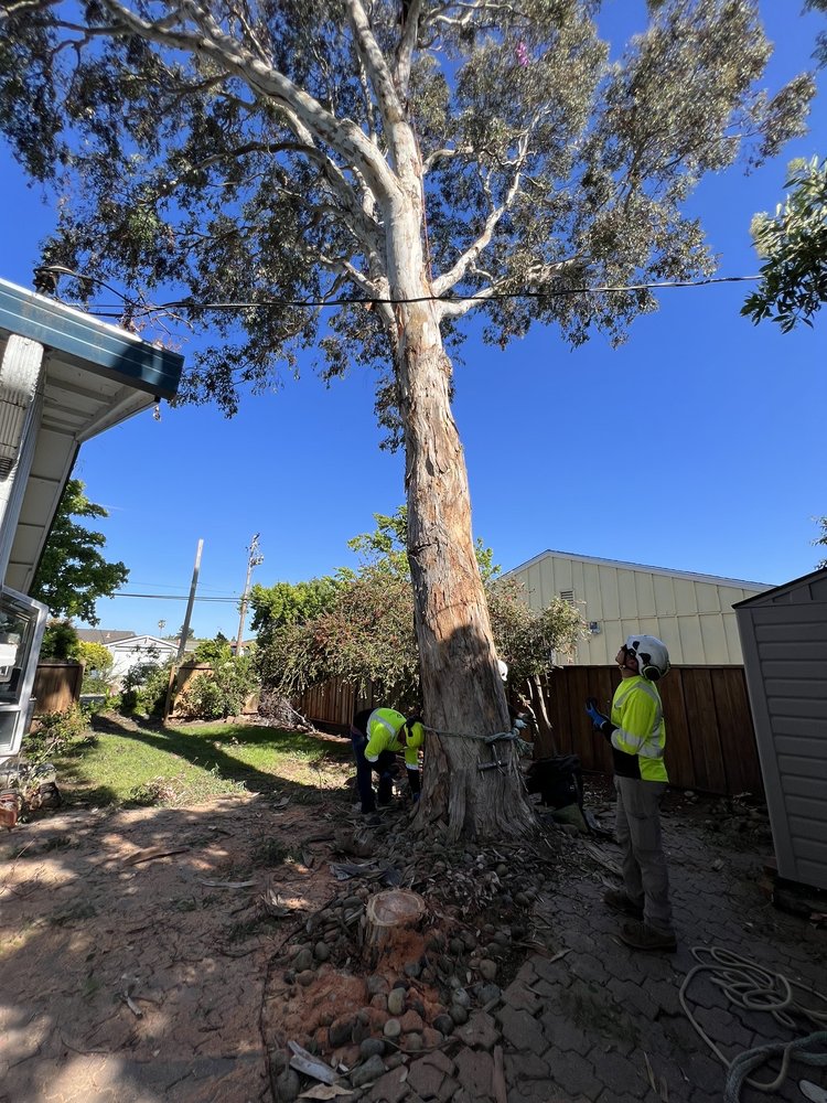 Tree Service Cupertino CA